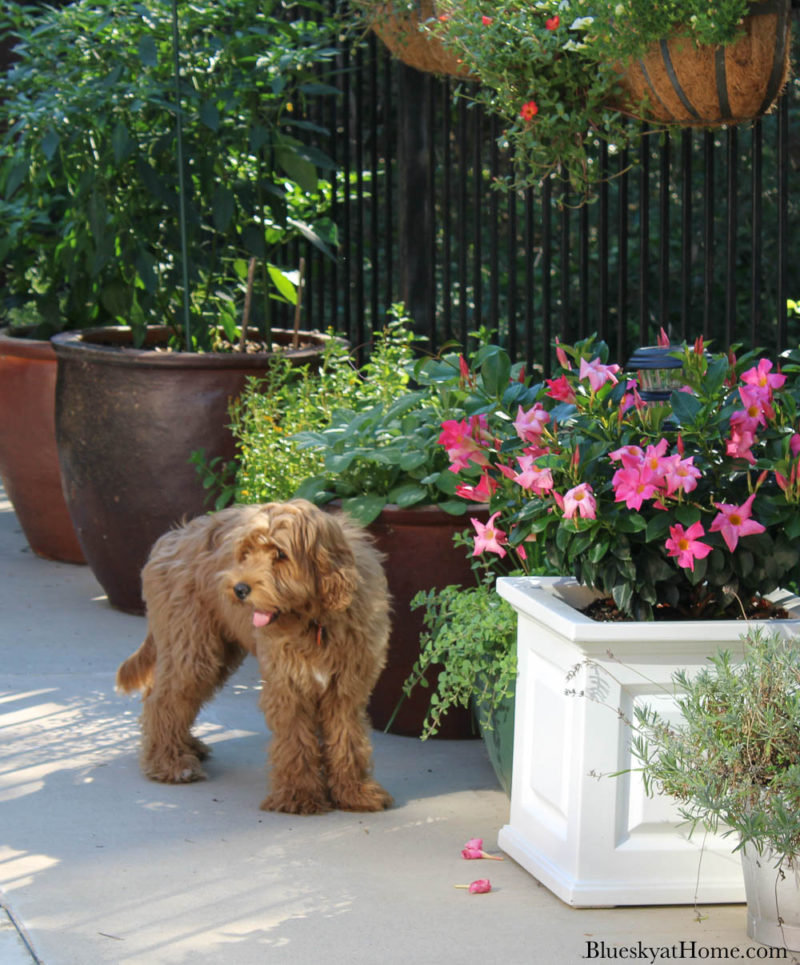 potted flowers on patio with labradoodle