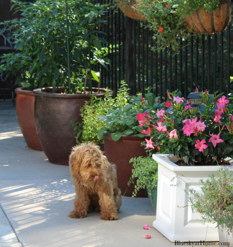 potted flowers on patio with labradoodle