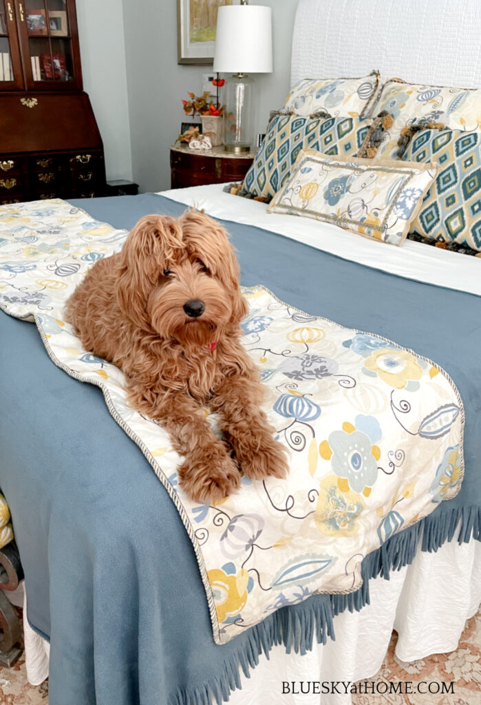 apricot labradoodle on fall bed