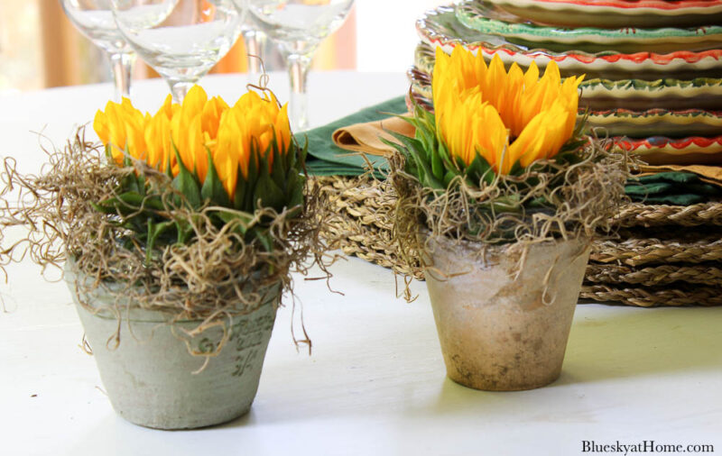 sunflowers in terra cotta pots