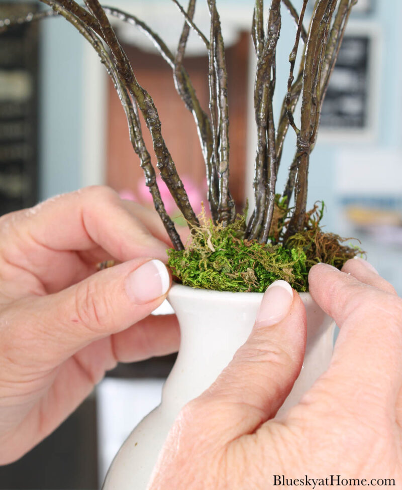 moss on grapevine branches