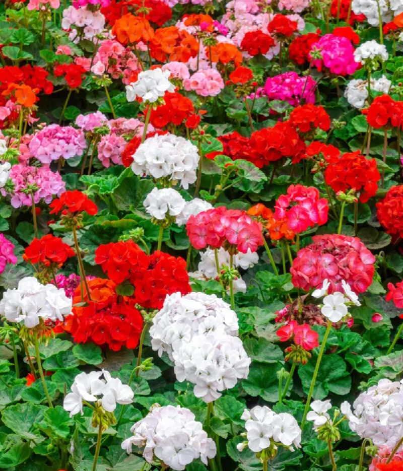 geranium in a beautiful flower garden