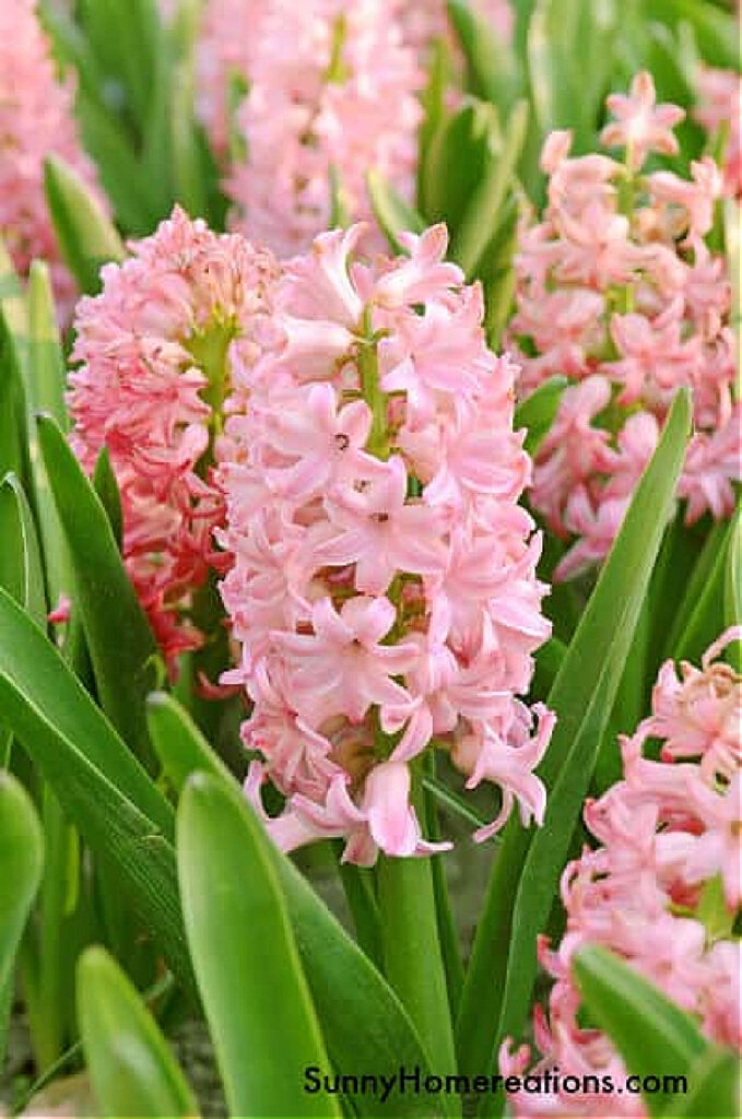 pink hyacinths in a beautiful flower garden