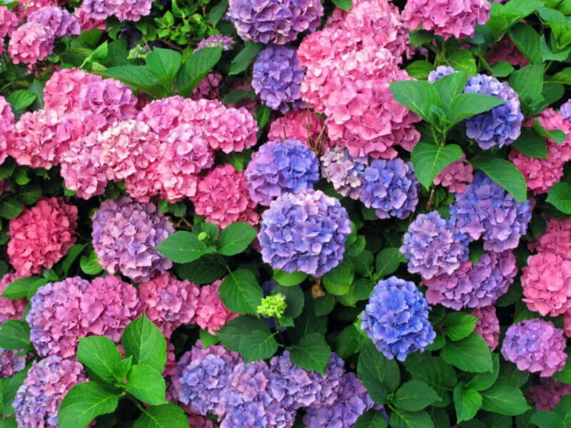 blue and pink hydrangeas in a beautiful flower garden