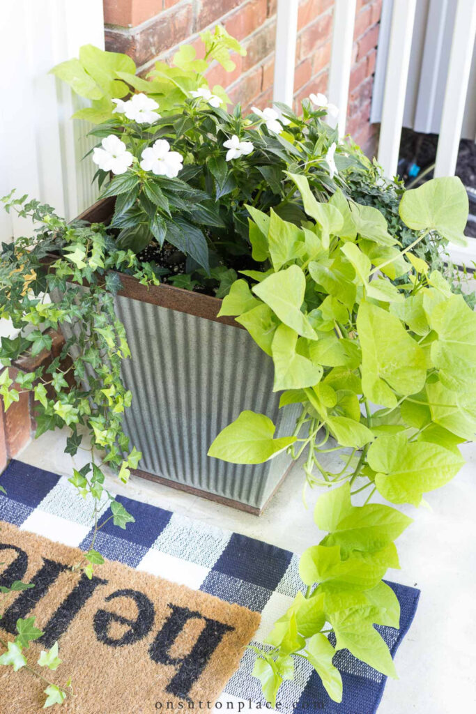 green plants in containers