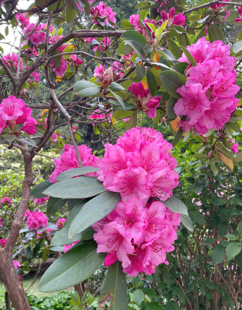 Vancouver Stanley Park flowers