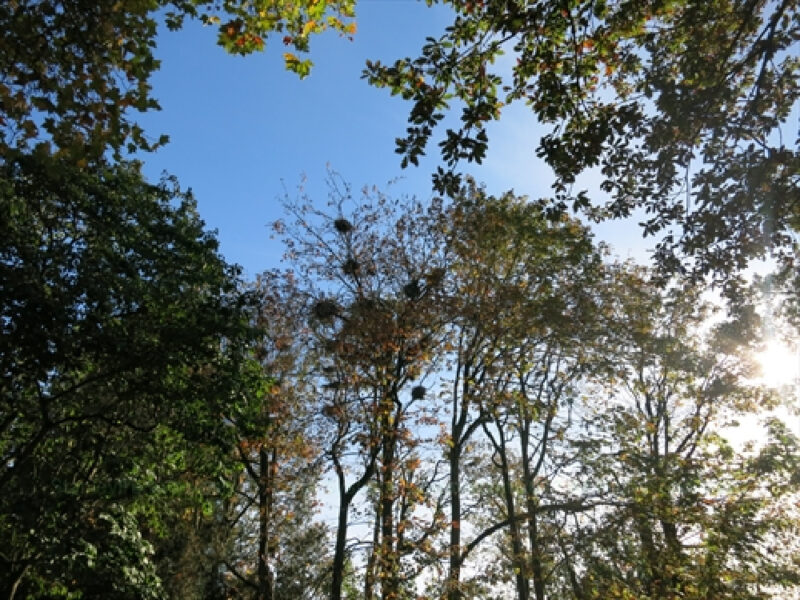 Great Blue Herons nesting Stanley Park Vancouver