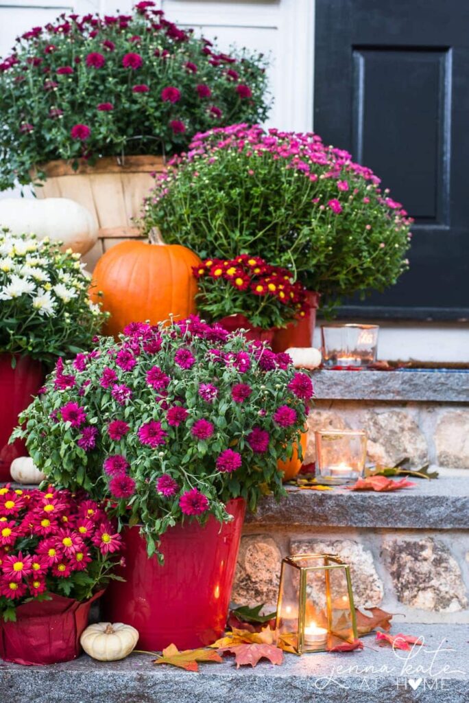 burgundy mums on fall front proch steps