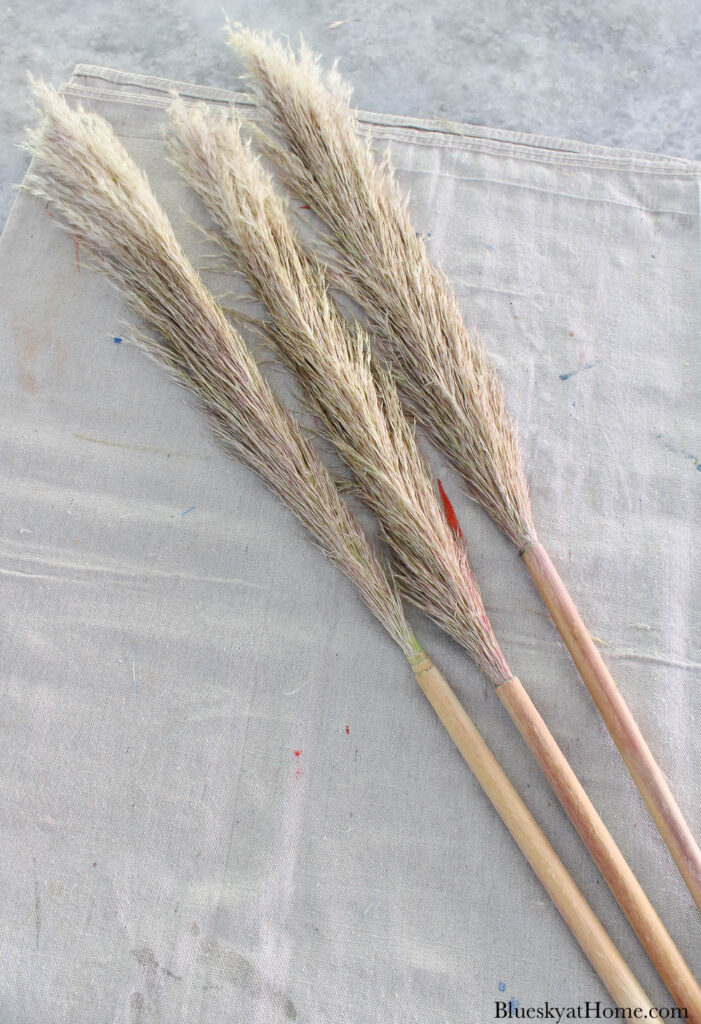 pampas grass stems