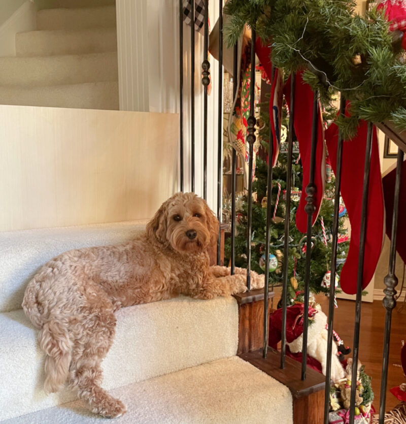 labradoodle on the stairs