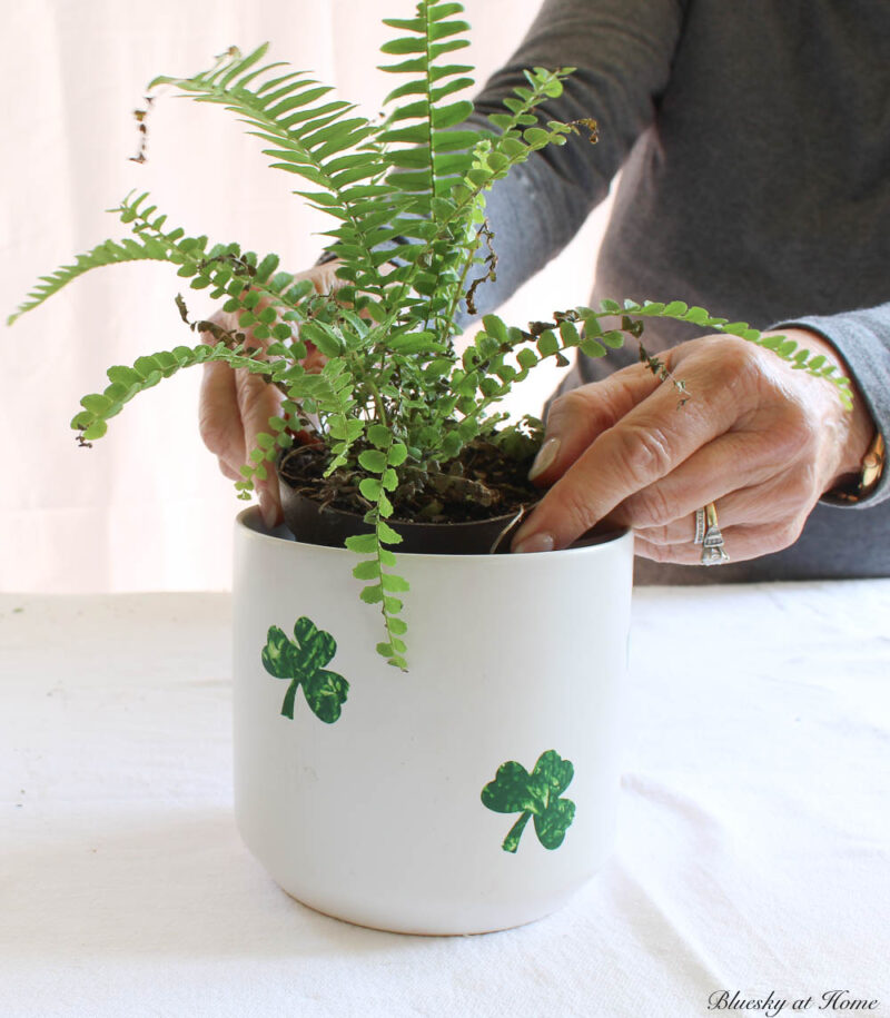 arranging green fern in St. Patrick's planter