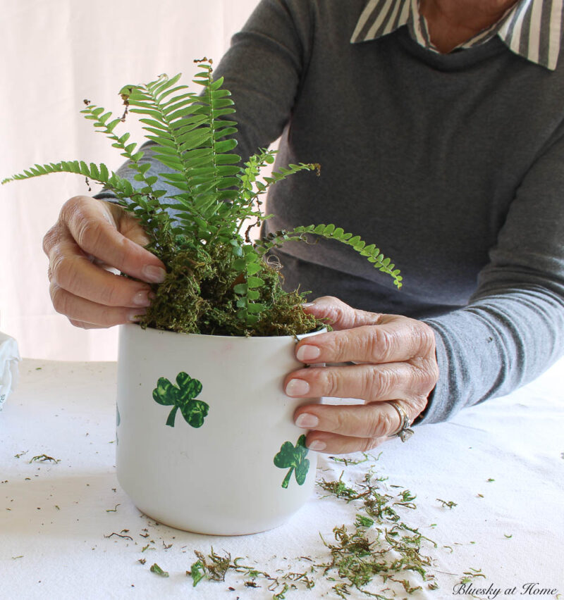 placing plant in St. Patrick's Day planters