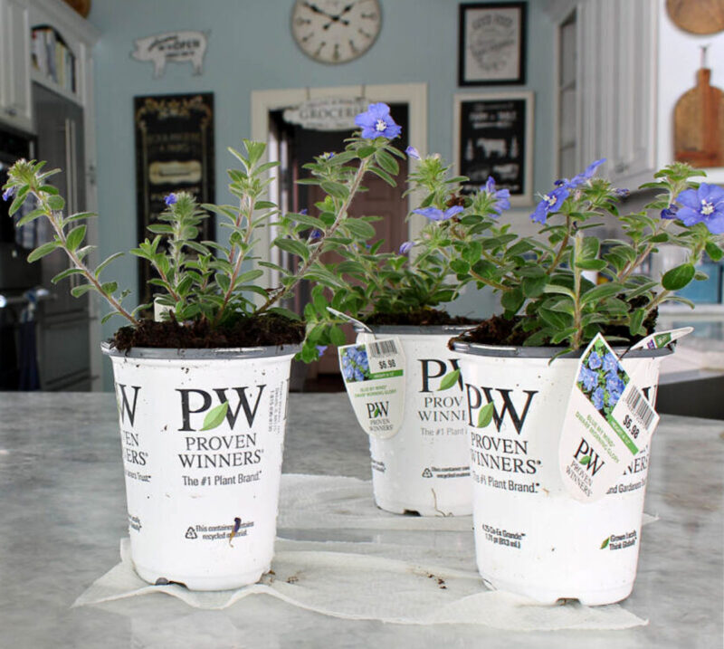 blue flowers in containers