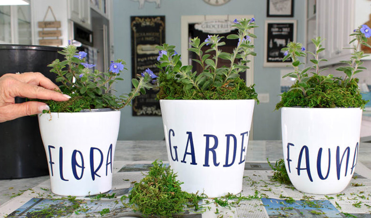 three white planters with navy vinyl stickers and blue flowers