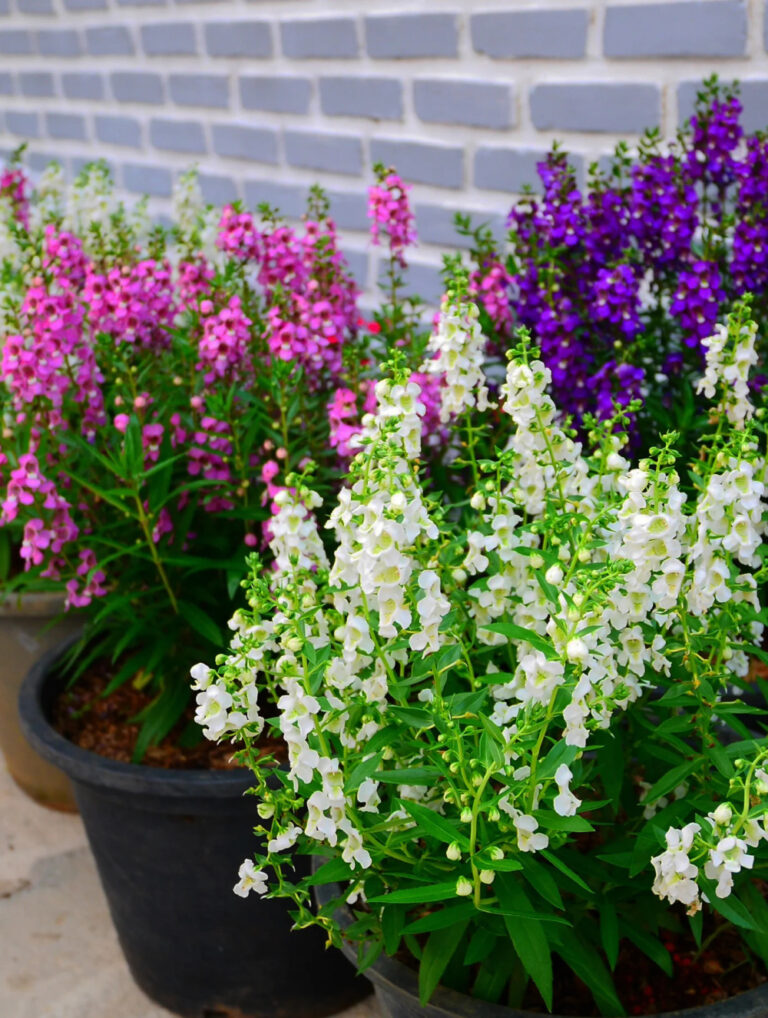 pink, white and blue angelonia