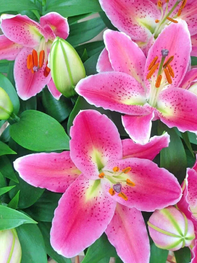 pink lilies