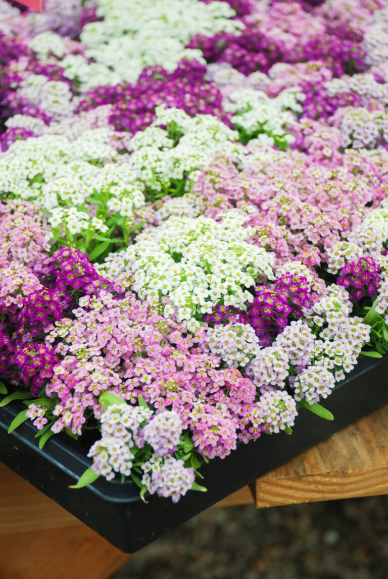 pink and white alyssum