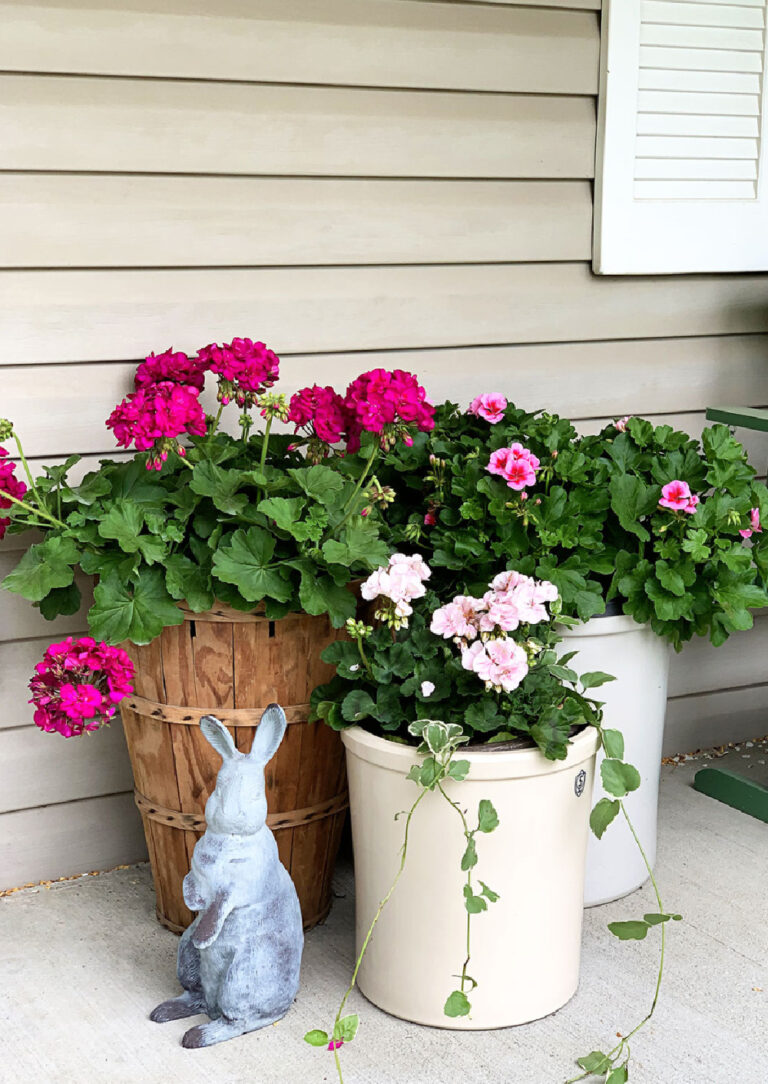 summer flowers in containers