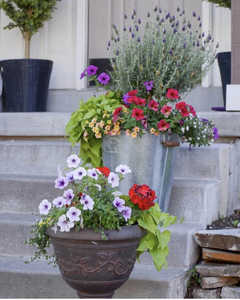 summer flowers in containers