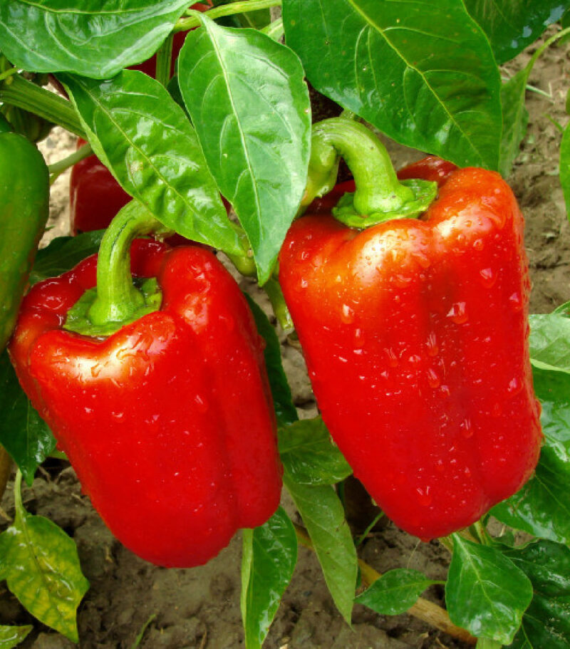 13 Fabulous Summer Gardening Ideas: Tips for a Lush and Colorful Garden ...