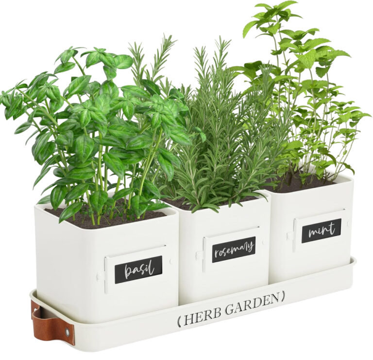 herb garden in three pots for the counter