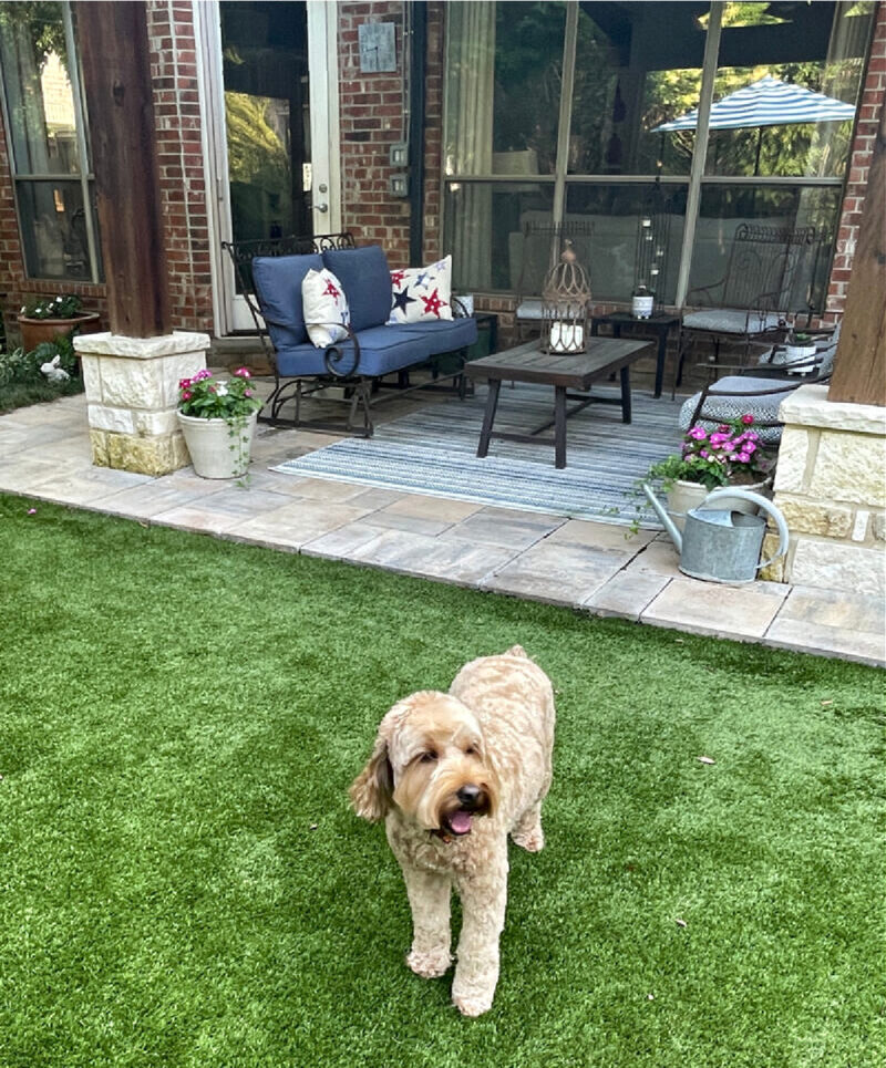 backyard patio with dog on grass