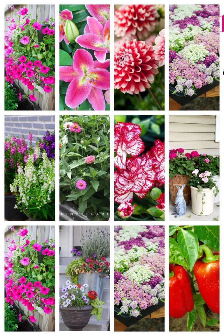 13 Fabulous Summer Gardening Ideas: Tips for a Lush and Colorful Garden