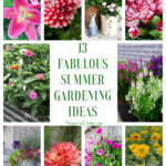 summer gardening and plants