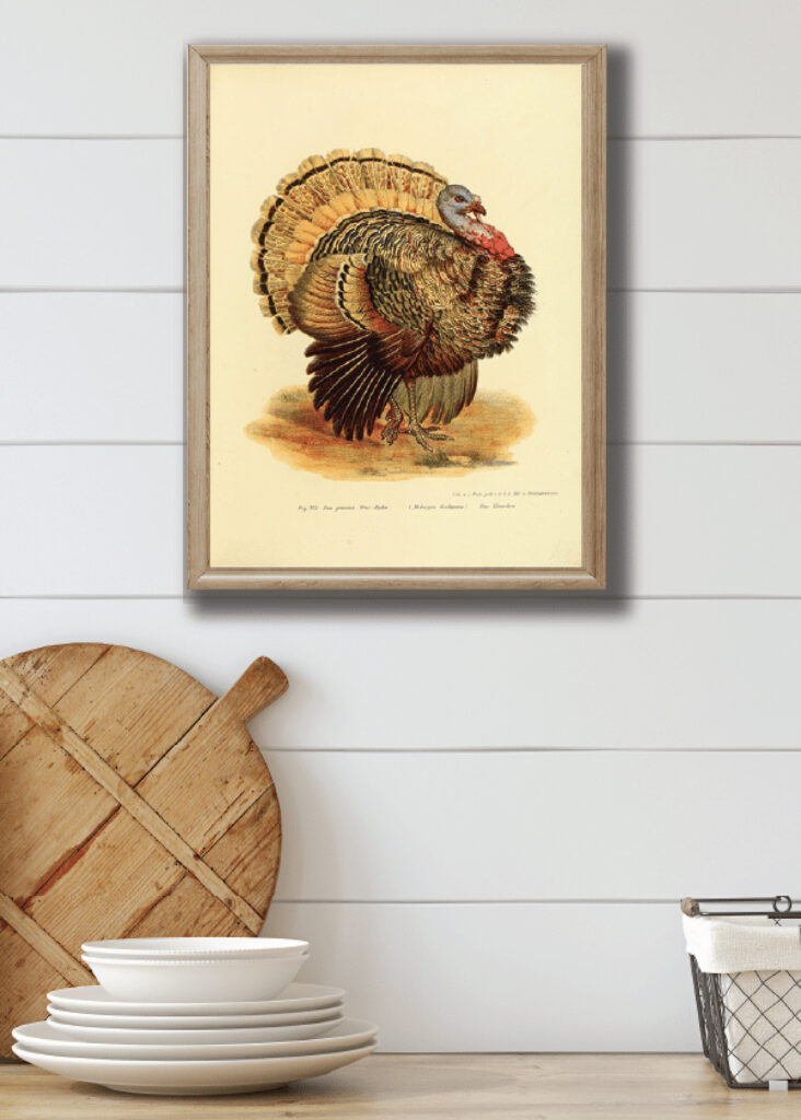 Thanksgiving turkey artwork