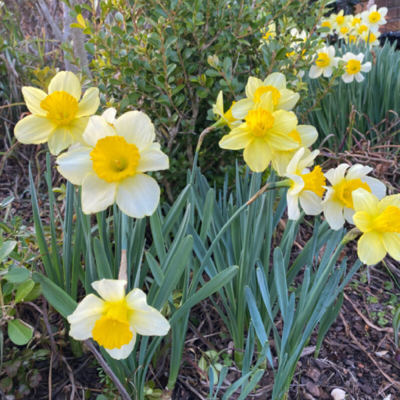 daffodils in the garden