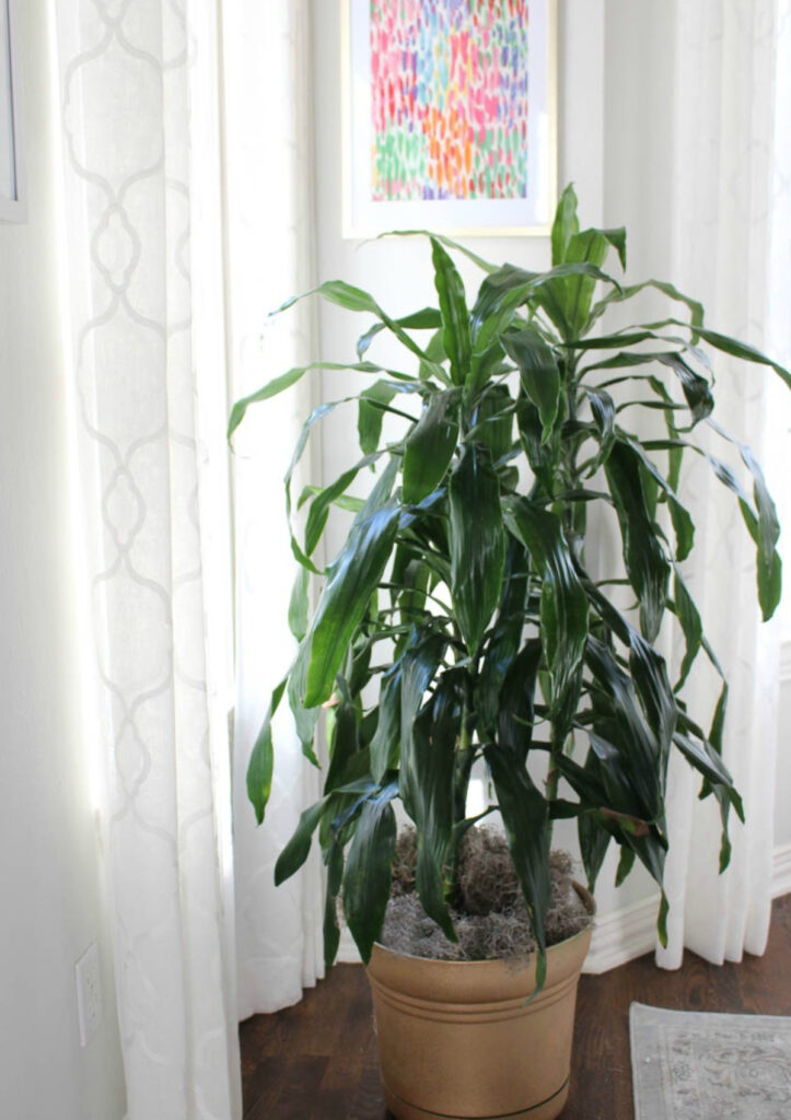 tall green plant in dining room with white curtains