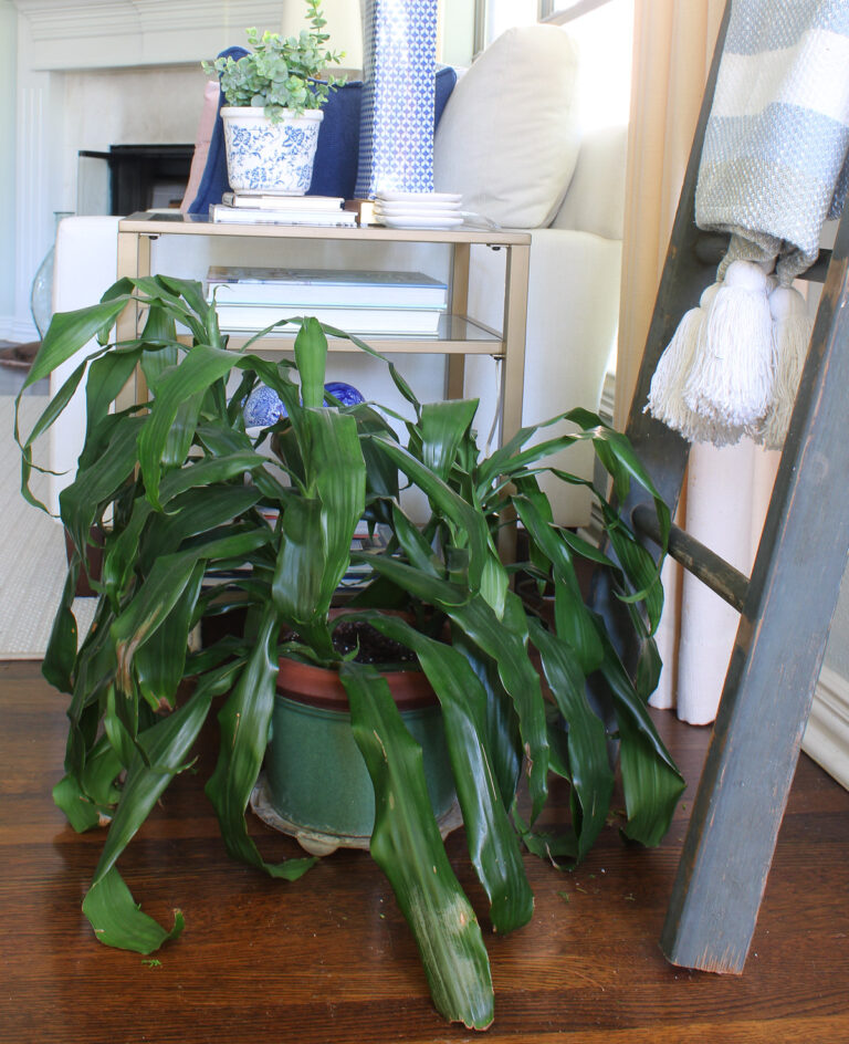 Image showcasing Pretty Ways to Use Green Plants in Your Home - Bluesky at Home