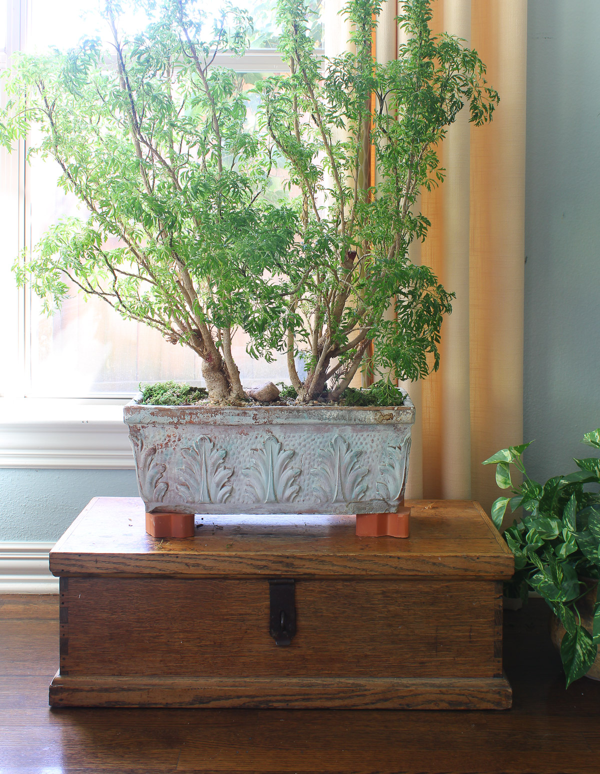 Pretty Ways to Use Green Plants in Your Home - Bluesky at Home - Tips For Using Plants In Green Home Decorating