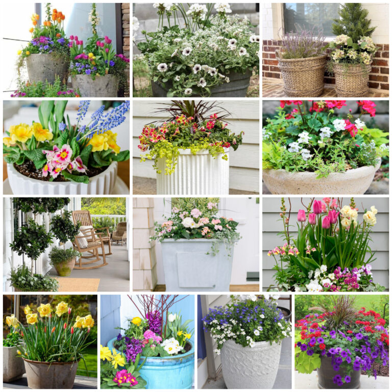 13 Beautiful Spring Plants and Planters