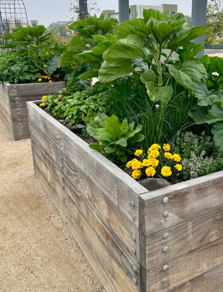 herbs best planted together in raised wood bed