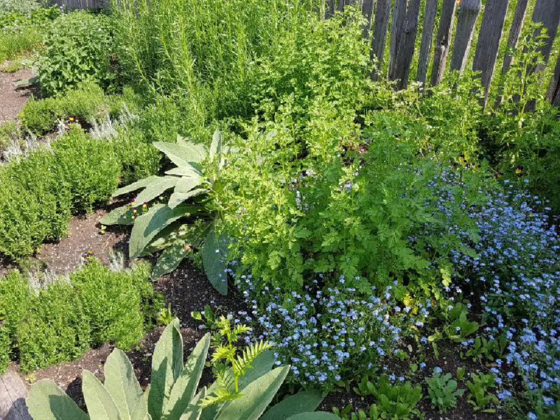 growing herbs in garden