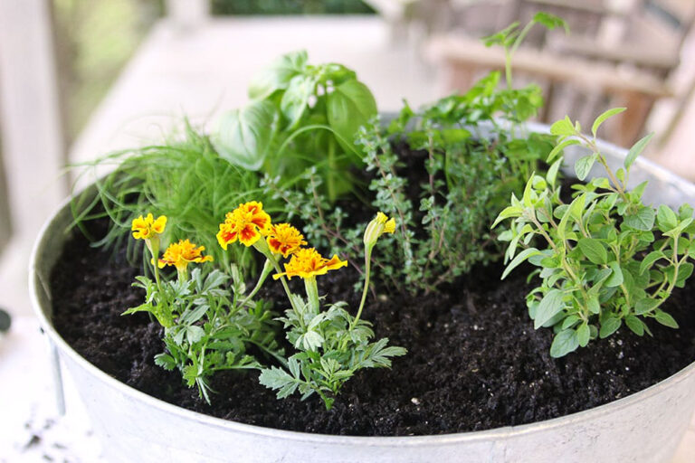 multiple herbs in one container