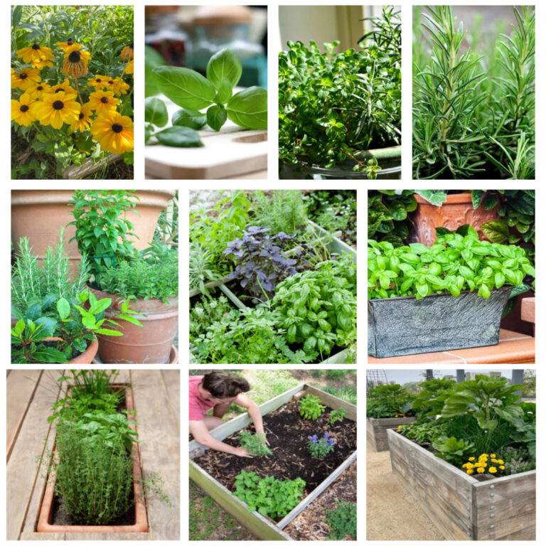 DIY ideas for planting an herb garden