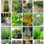 collage of herb garden ideas