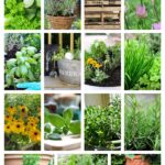 collage of herb garden ideas