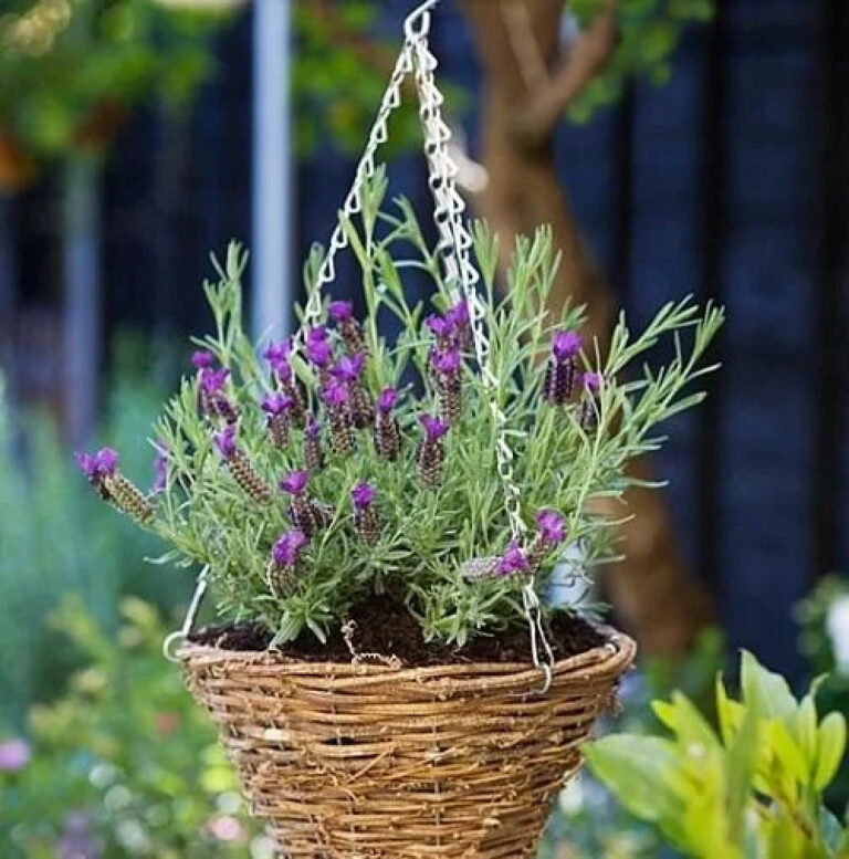 lavender in a hanging basket in a DIY herb garden