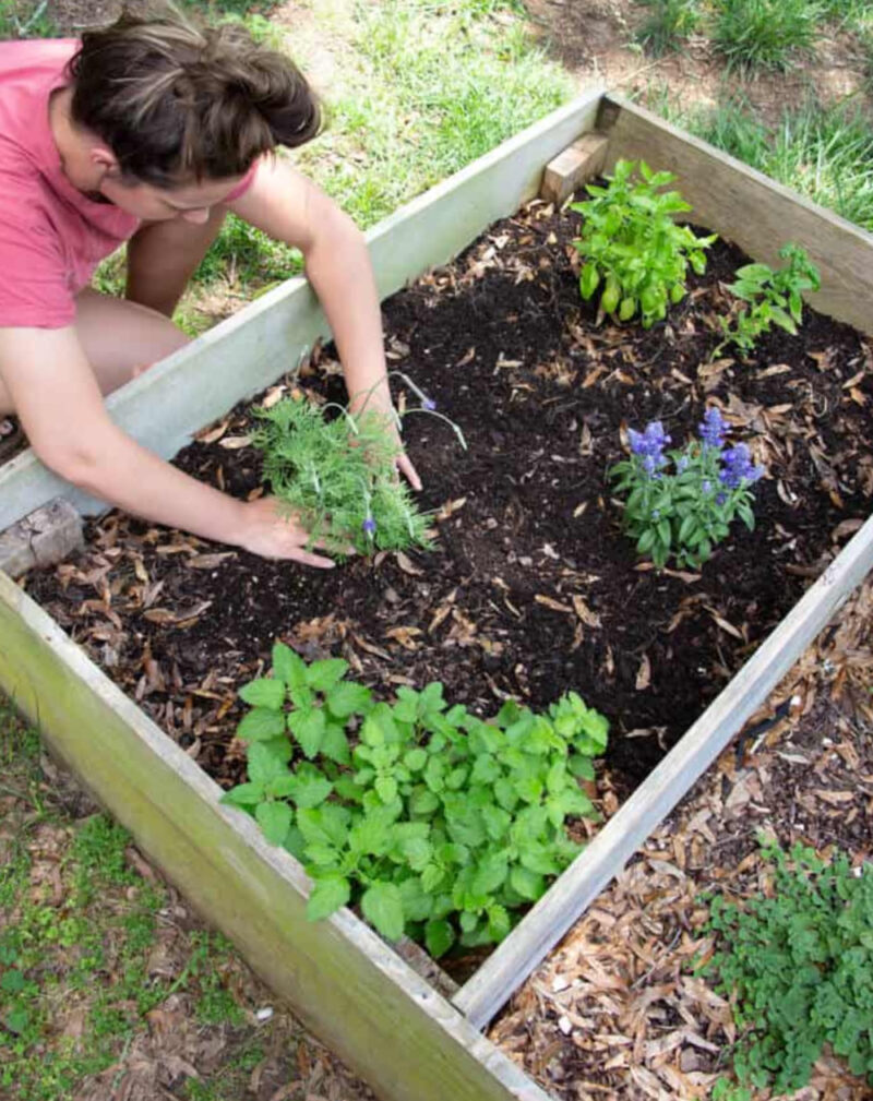 growing herbs in raised beds