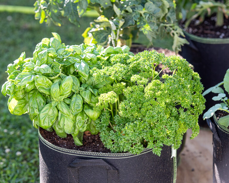growing basil and parsley in container
