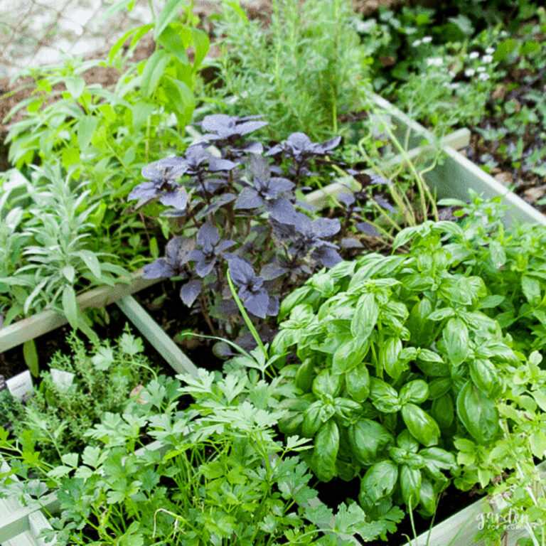 growing different herbs together in an herb garden