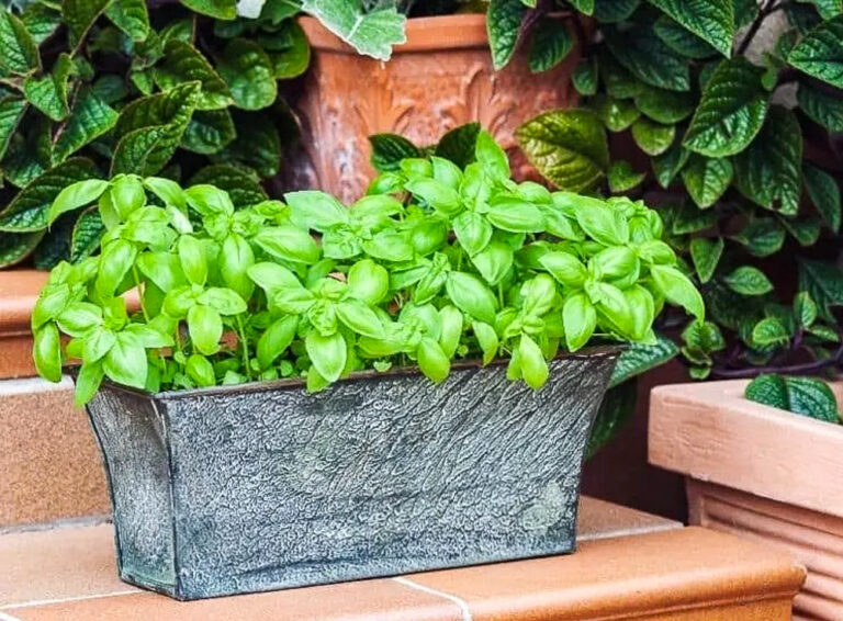 Basil growing in a grey container