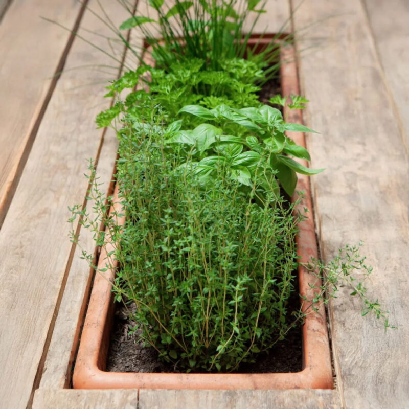 growing herbs