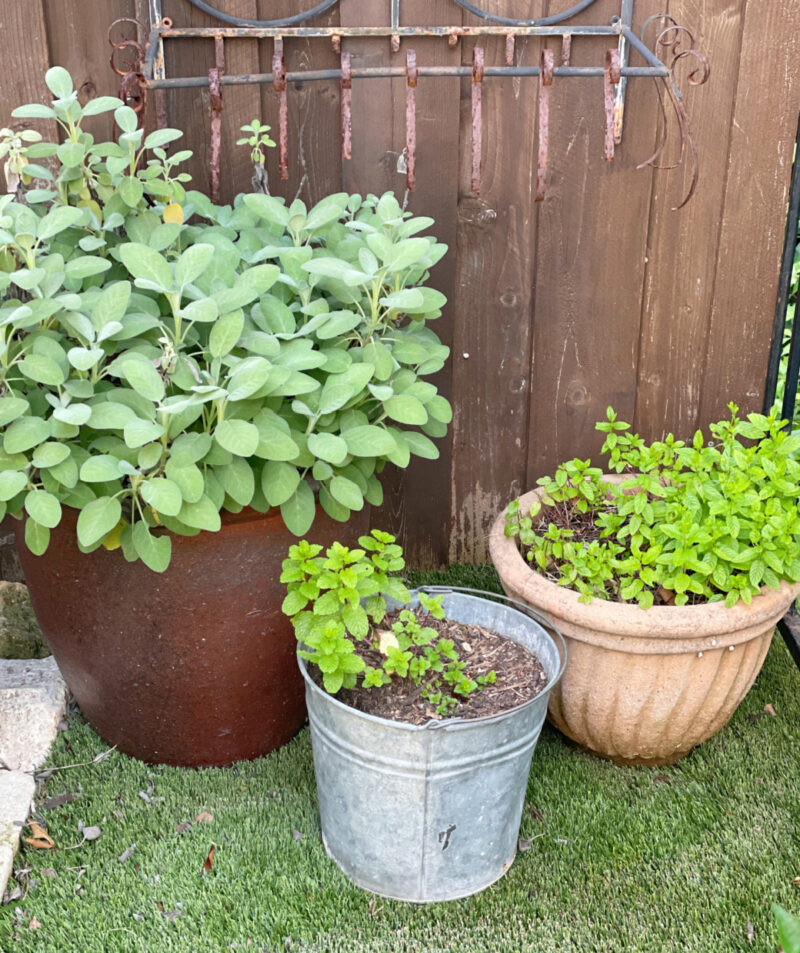sage and mint in containers in the herb garden