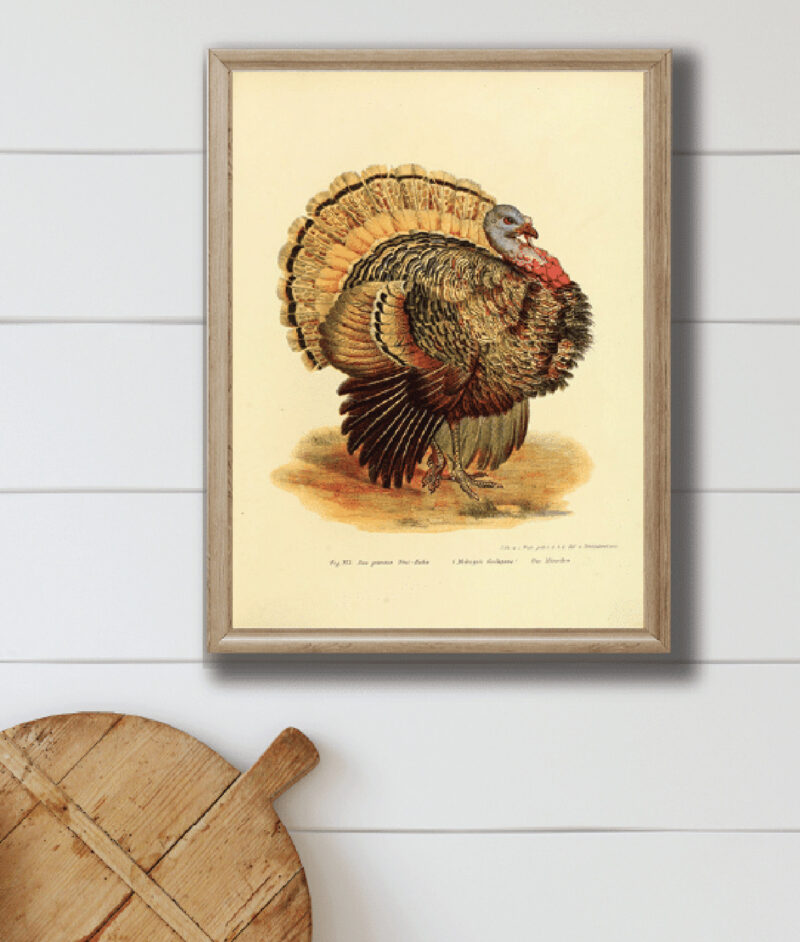 framed turkey