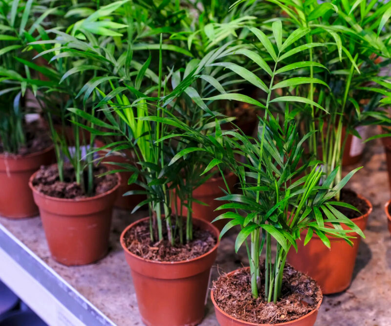 bella palm green fall house plant