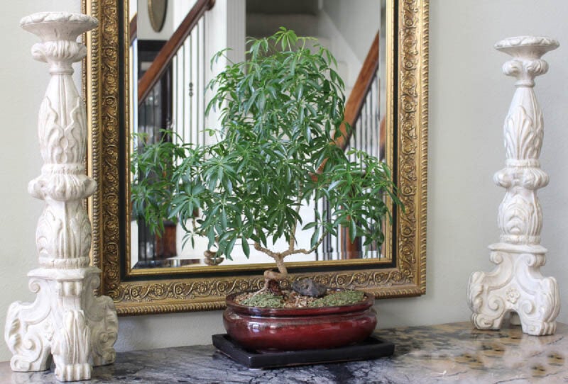 schefflera bonsai plant on entry dresser